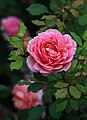 Rosa 'Jubilee Celebration', David Austin 2002.