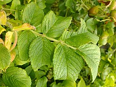 Rosa rugosa leaf (06).jpg