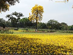 சண்டிகர், ரோசாத் தோட்டத்தில் ரோசாக்கள்.