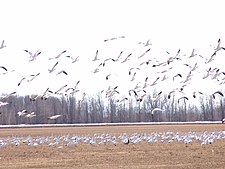 Ross's goose colony in Missisquoi National Wildlife Refuge Ross s Goose Missisquoi Wildlife Refuge Lake Champlain.jpg