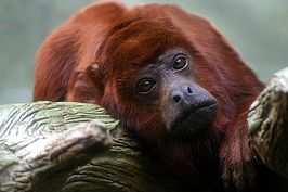 Alouatta seniculus juara