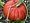 Rouge vif d'Étampes-Cucurbita maxima-01.jpg