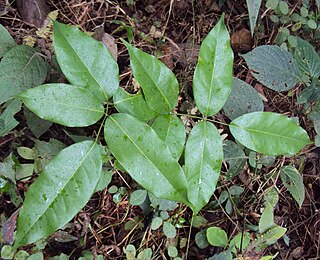 <i>Rourea minor</i> Species of shrub