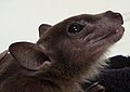 Egyptian Fruit Bat, Rousettus egypticus