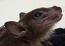 Closeup view of the Egyptian fruit bat's head Rousettus egyptiacus2.jpg