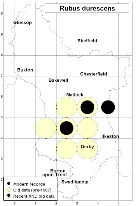 Derbyshire distribution map of Rubus durescens showing all known records plotted at an accuracy of 10 km x 10 km square Rubus durescens 10km distribution.GIF