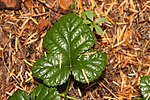 Rubus nivalis 0475. 
 JPG