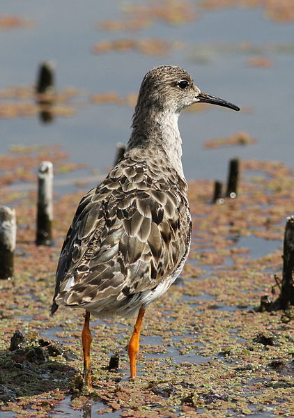 File:Ruff, Philomachus pugnax, at Marievale Nature Reserve, Gauteng, South Africa (20818661740).jpg