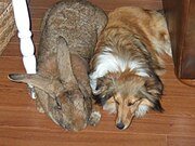 photo d'un lapin géant à côté d'un chien