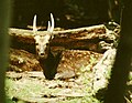 Visayan spotted deer (Philippine spotted deer)