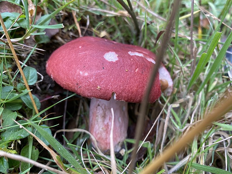 File:Russula sanguinea 168904429.jpg