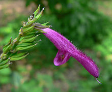 Salvia apiana - Wikipedia, la enciclopedia libre