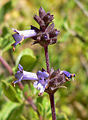 Salvia munzii