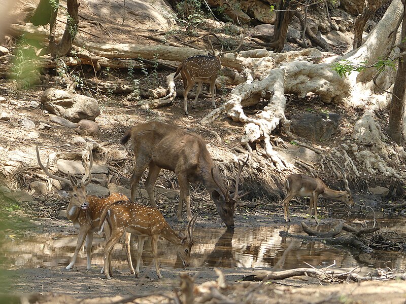 File:Sambar, chital and blackbuck AJTJ P1100215.jpg