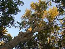 Sapindaceae - Acer oblongum.JPG