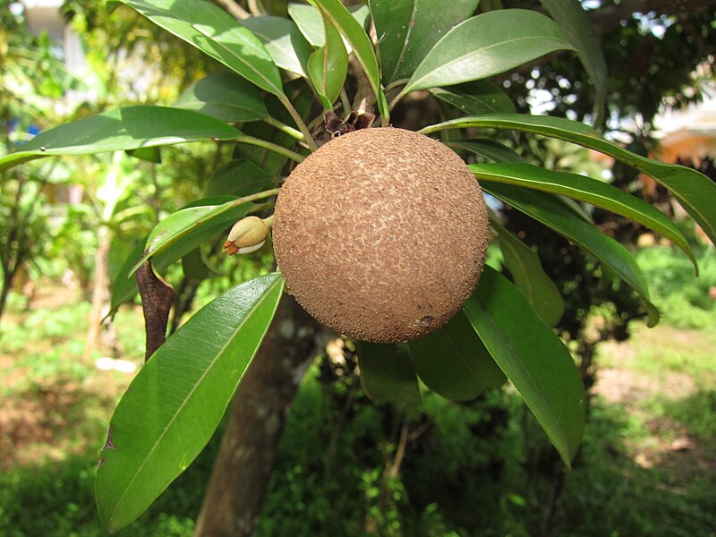 File:Sapota - സപ്പോട്ട 02.JPG