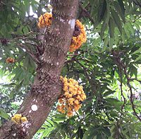 Saraca cauliflora.jpg