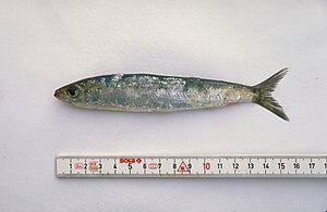 Sardina Pilchardus: Diagnosis, Color, Otras características externas