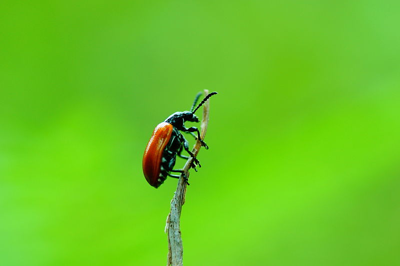 File:Scarlet lily beetle 07618.jpg