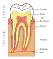 Zahn schematisch
