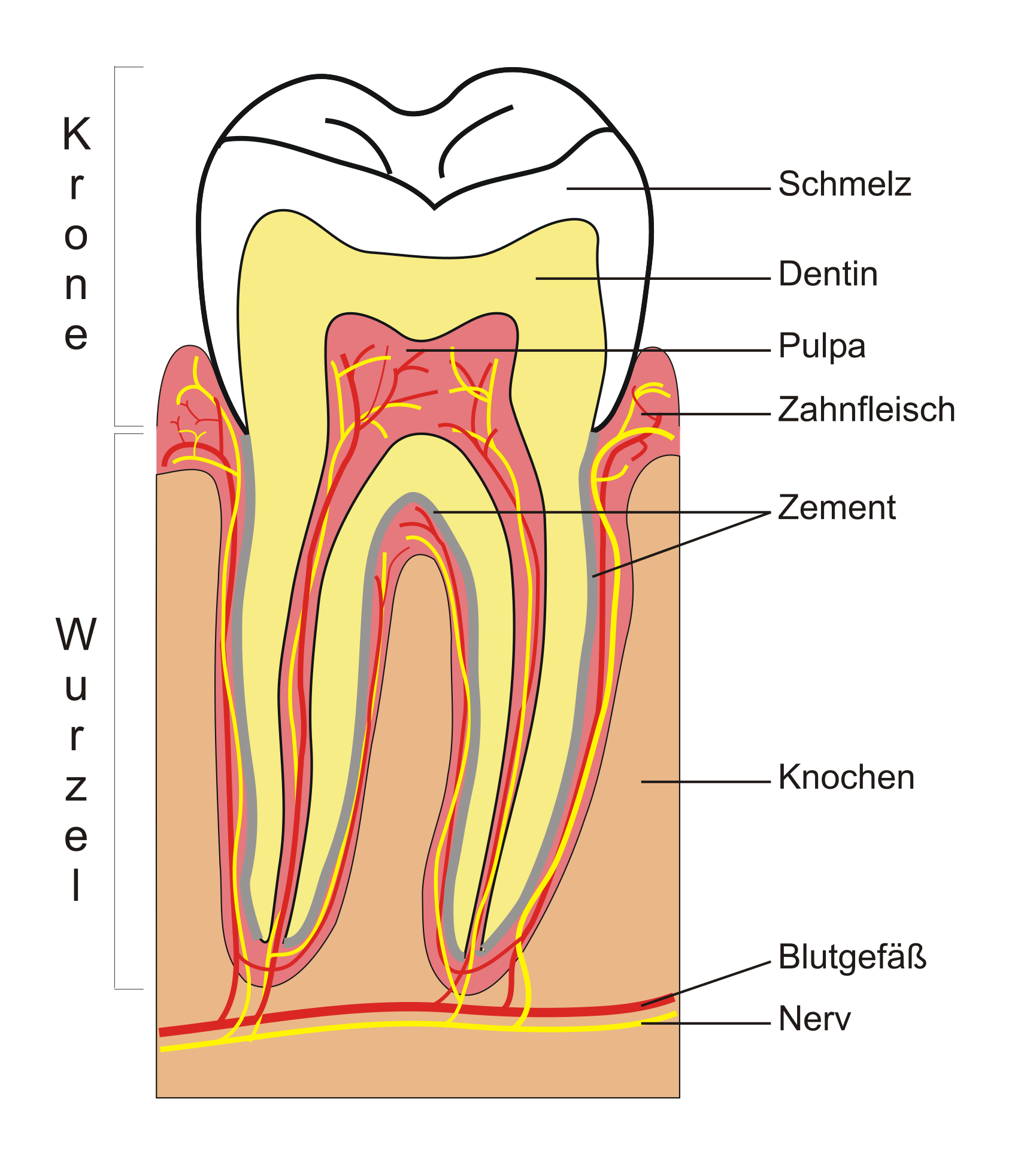 Строение зуба дентин анатомия. Зуб в разрезе анатомия.