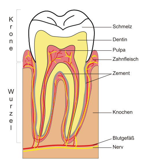 File:Schematic section tooth.svg