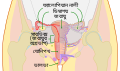 Schematic drawing of female reproductive organs, frontal view (Bengali)