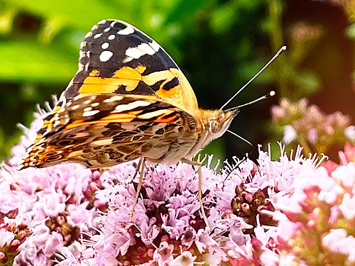 Schmetterling-mystisch