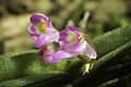 Schoenorchis fragrans