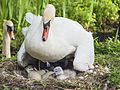 Nest eines Höckerschwanpaares (Cygnus olor), das Weibchen brütet, im Nest befinden sich bereits zwei geschlüpfte Küken, ein gerade schlüpfendes Küken sowie drei Eier (fehlende Ortsangabe aus NRW)