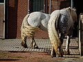 Croupe de deux Percherons allemands