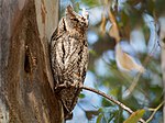 Miniatura para Otus scops