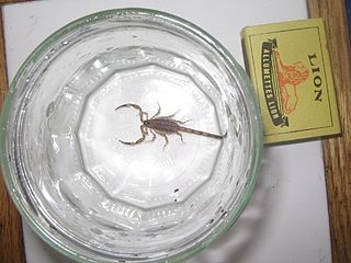 <i>Isometrus</i> Genus of scorpions