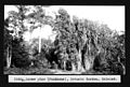Screw pine (Pandanus), Botanic Garden, Soledad, Cuba. (5664762527).jpg