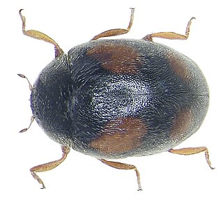 <i>Scymnus frontalis</i> Species of beetle