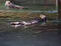 Sea otters (Enhydra lutris).