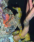 Pareja de H. reidi agarrados a una gorgonia, en el National Aquarium de Washington, Estados Unidos