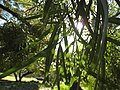 Foliage. Cultivated, Berkeley, California.