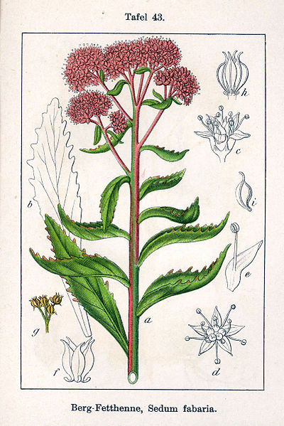 File:Sedum telephium Sturm07043.jpg