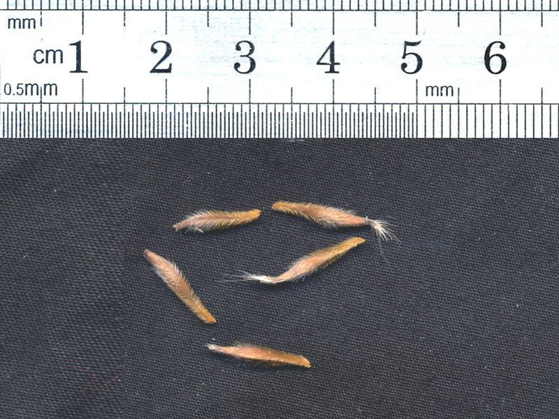 File:Seed monsonia praemorsa.jpg
