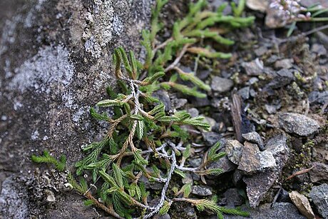 File:Selaginella-wallacei.JPG