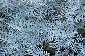 Senecio viravira (vira-vira groundsel) Leaves