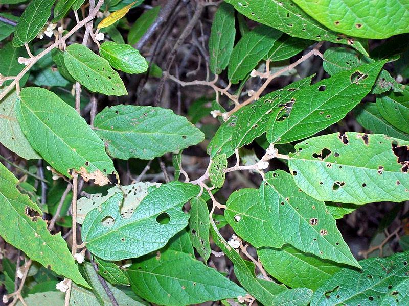 File:Seringia arborescens Batemans Bay.jpg