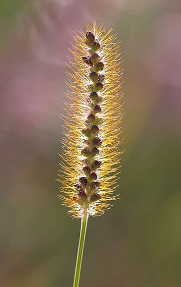 File:Setaria glauca.jpg