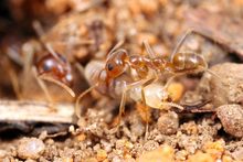 Iridomyrmex with a captured termite Shattuck 45354-1, ANIC32-042205, Iridomyrmex, Darwin, NT.png