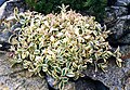 Silene uniflora 'Druett's Variegated'