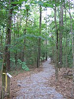 Simmons Arboretum trail 2007.jpg 