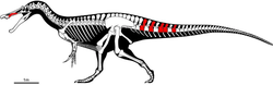 Skeletal reconstruction of Protathlitis cinctorrensis.webp