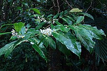 Solanum arboreum (11397013034).jpg