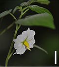 Thumbnail for Solanum evolvuloides